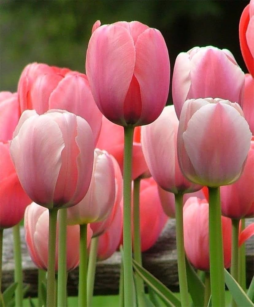 Double Tulip flower seeds