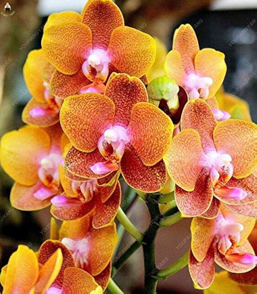 Butterfly Orchids flower seeds