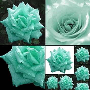 Sea Green flower seeds