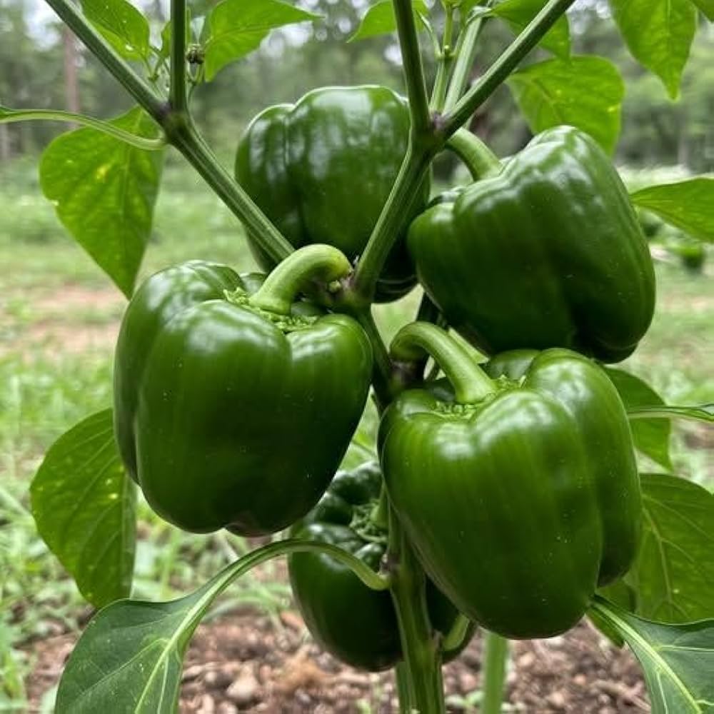 Pepper Seeds