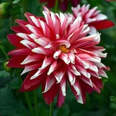 Red White chrysanthemum plant