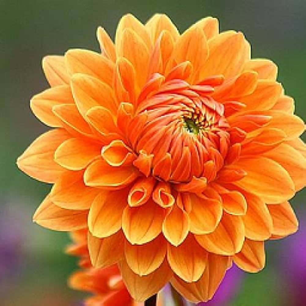 Dark Orange flower seeds