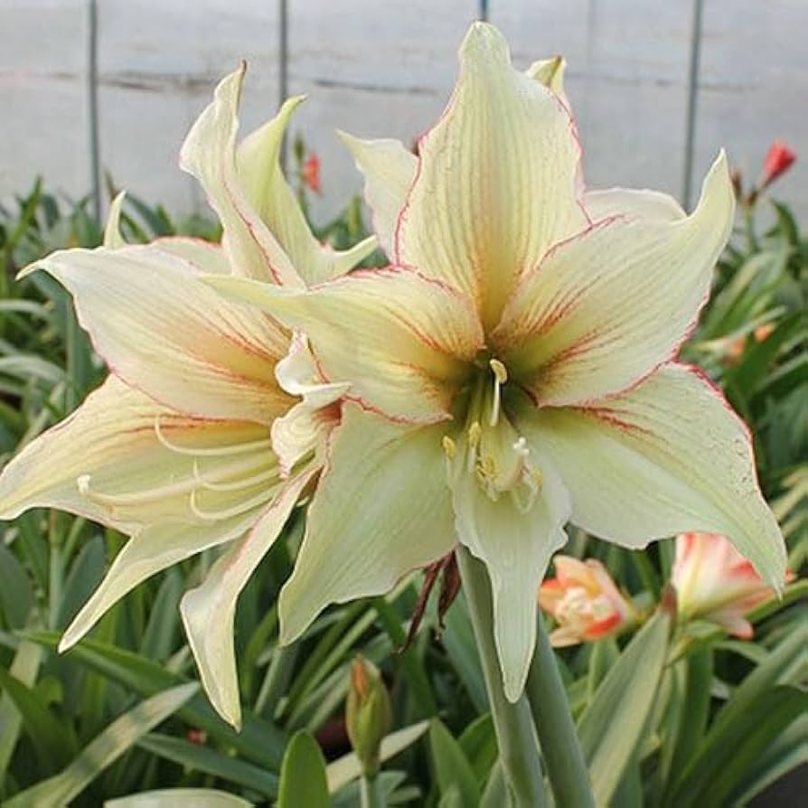 Light Green flower seeds