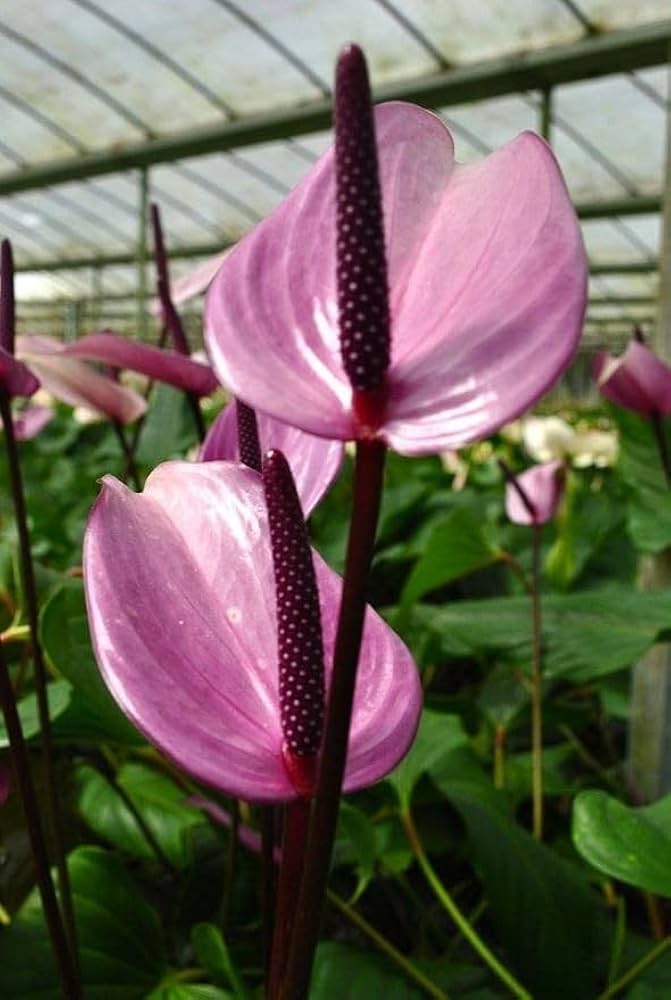 Huifang Anthurium Flower Seeds for Planting – Heirloom Non-GMO Garden Seeds