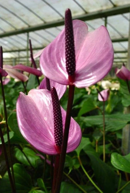 Huifang Anthurium Flower Seeds for Planting – Heirloom Non-GMO Garden Seeds