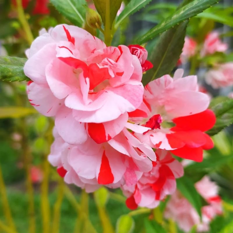 Full Pink flower seeds