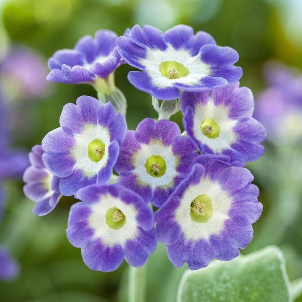 Blue White flower seeds