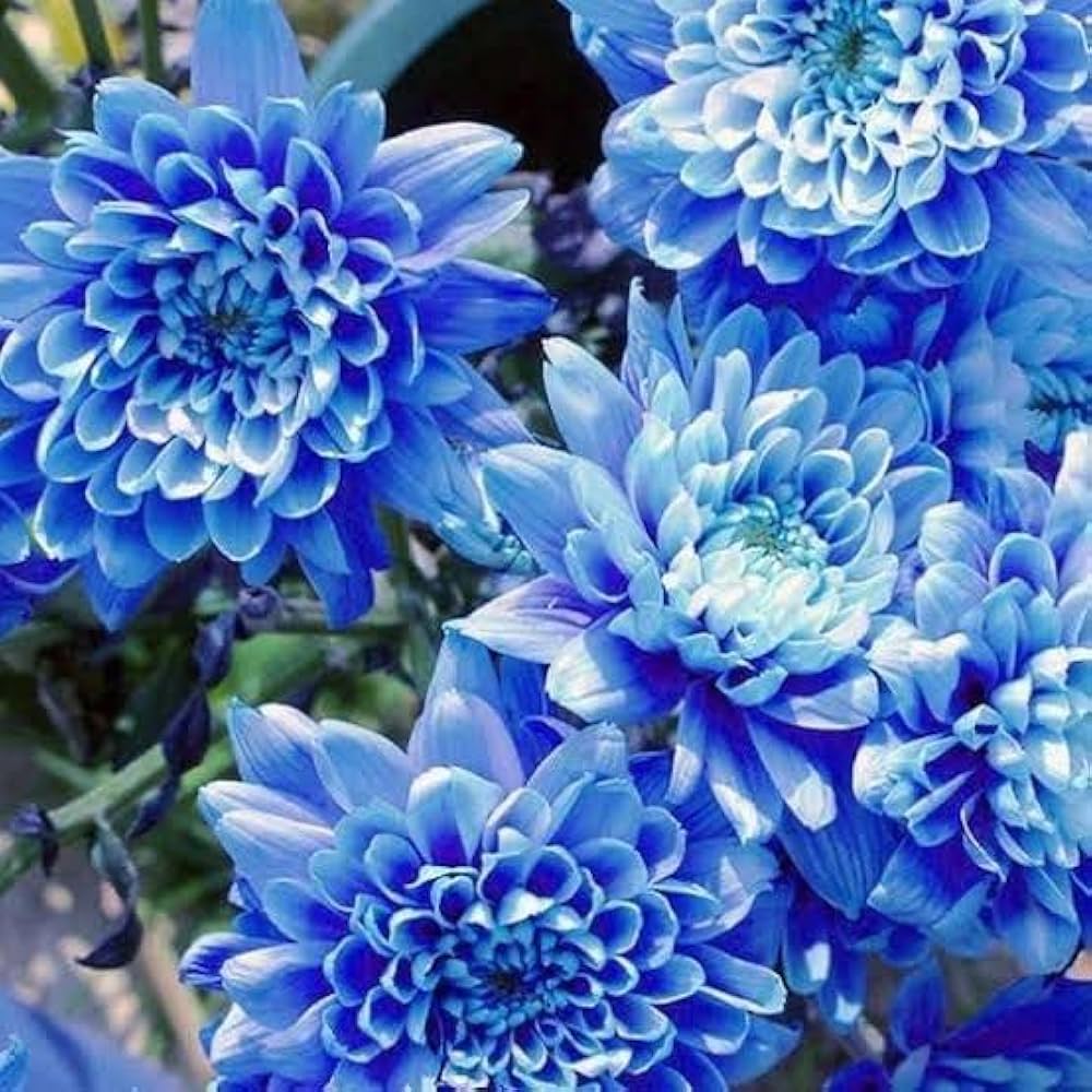 Light Blue flower seeds
