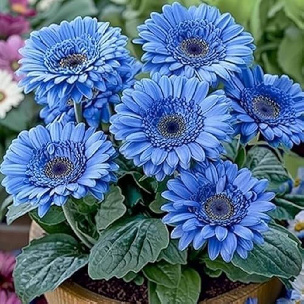 Blue Gerbera Daisy plant