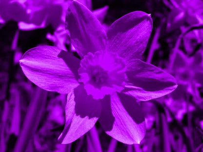 Purple Daffodils plant