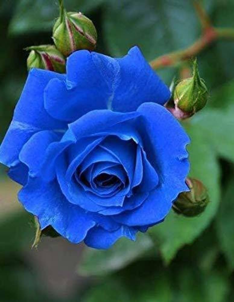 Rose flower seeds