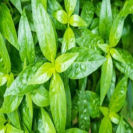 Green Andrographis - Heirloom, Non - Gmo Seeds