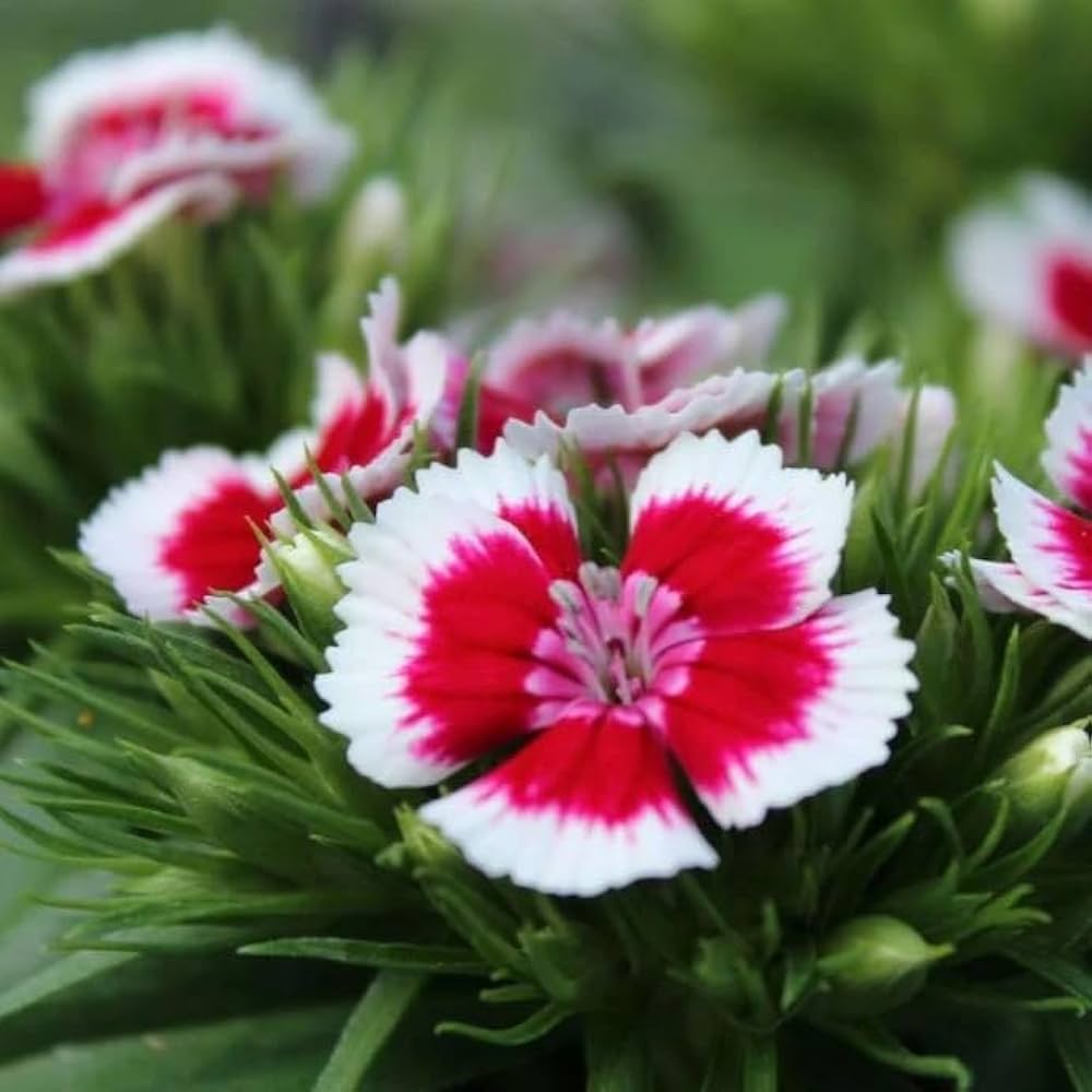 Dianthus flower seeds