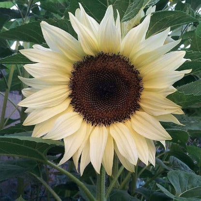Cream Sunflower plant