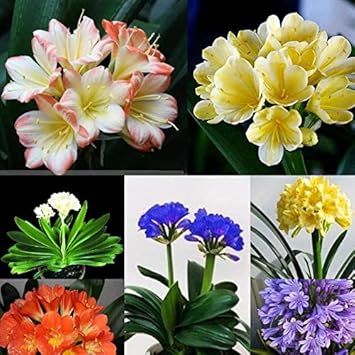 Lily Clivia flower seeds