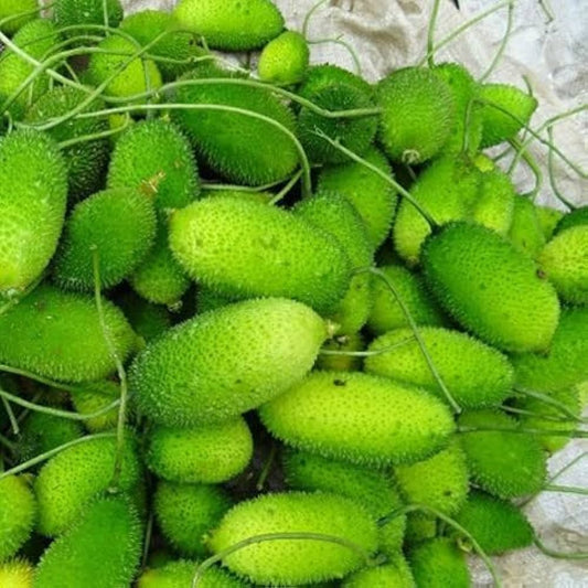 Woolly Bear Gourd Seeds