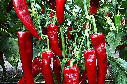 Salkim Biber Pepper Seeds