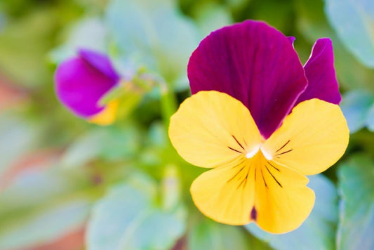Double Pansy flower seeds