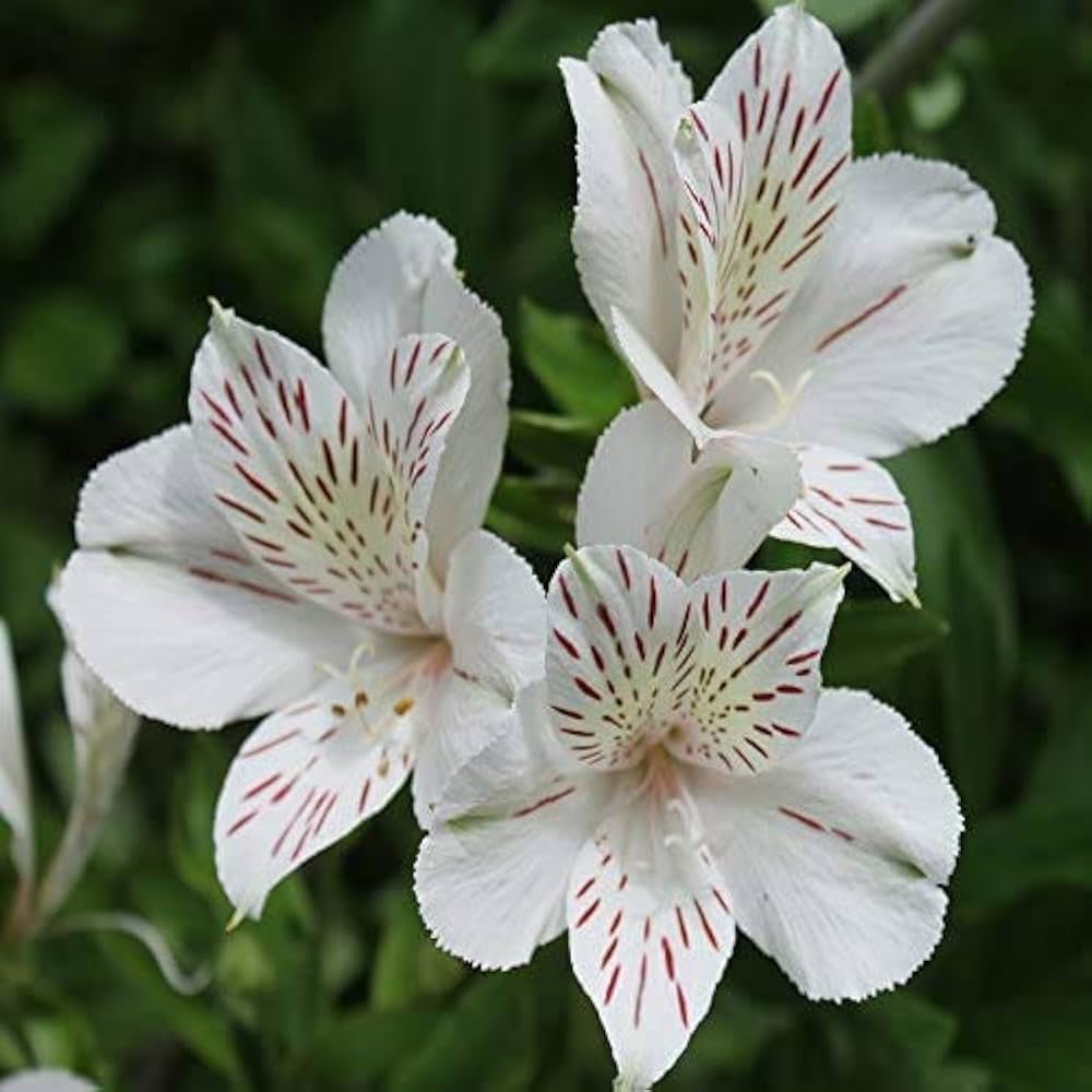 White Alstroemeria flower seeds