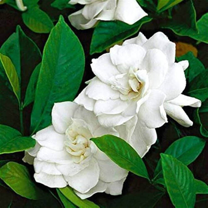 Arabian Fragrant Jasmine plant
