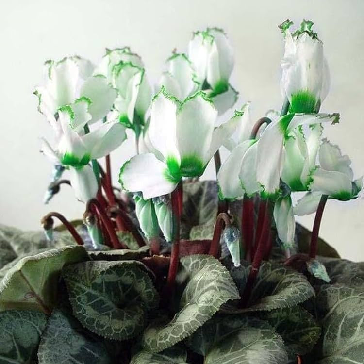 & White Cyclamen plant