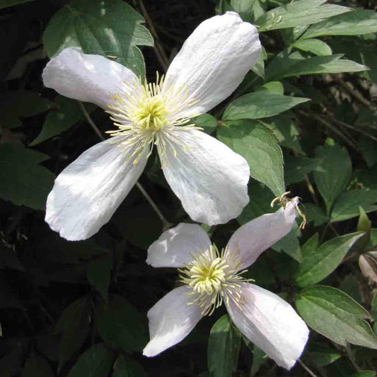 White Clematis flower seeds