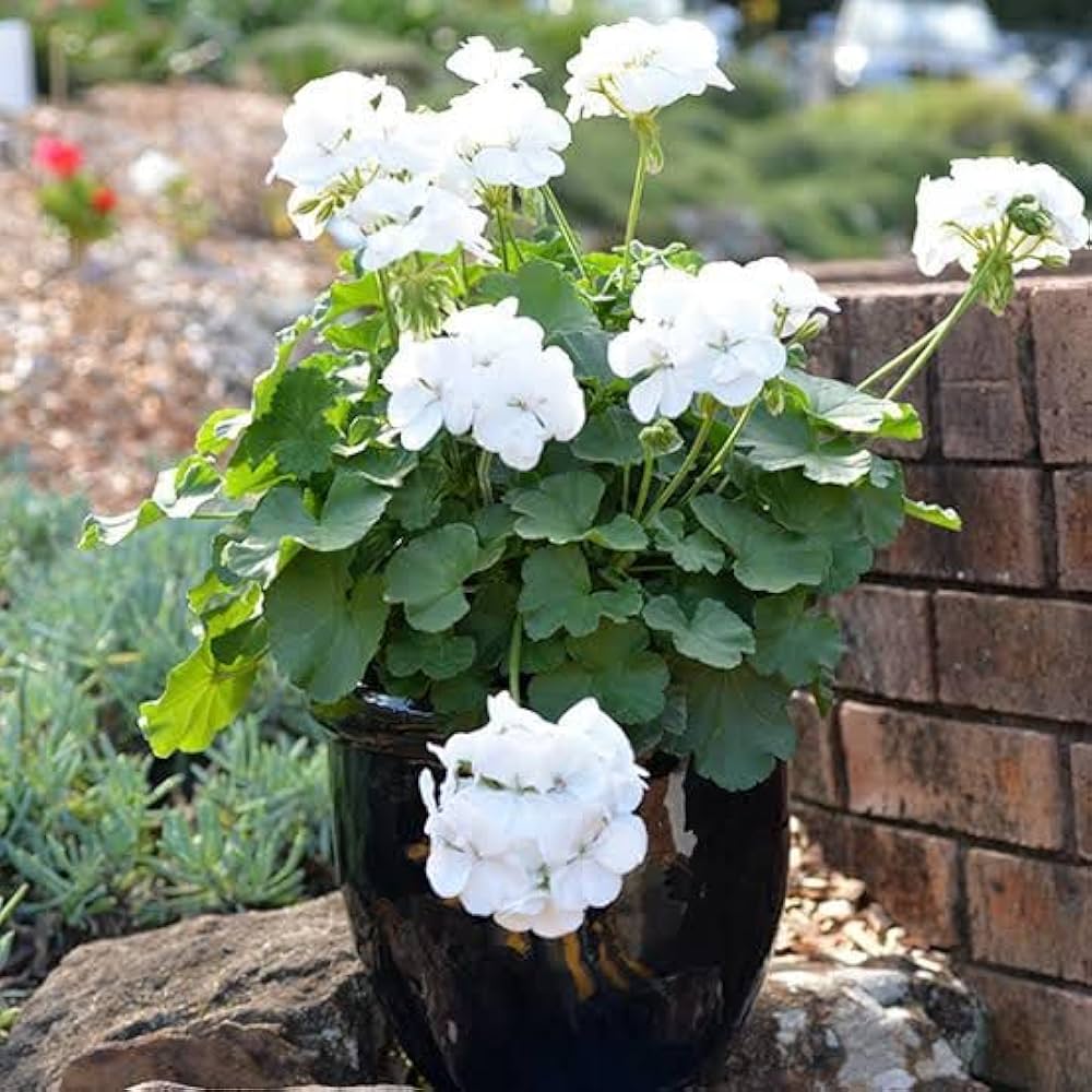 White Univalve flower seeds