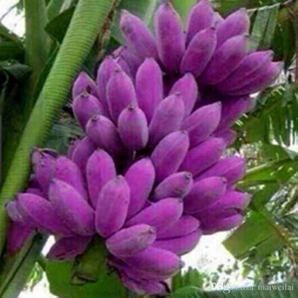 dark violet banana seeds