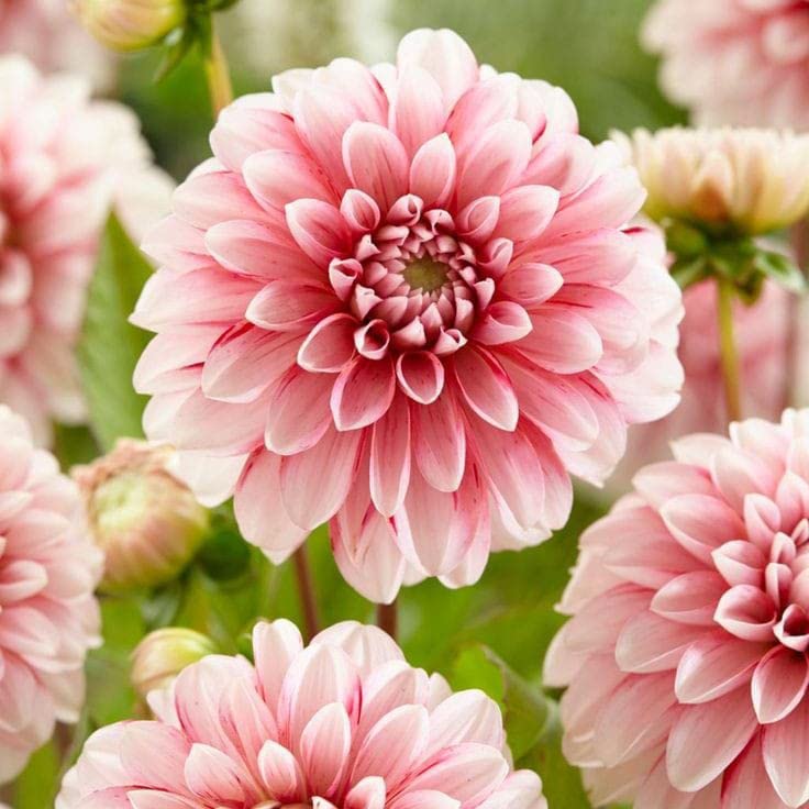 Cream Dahlia flower seeds