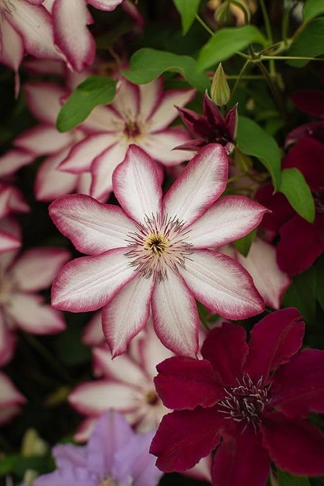 Red White flower seeds
