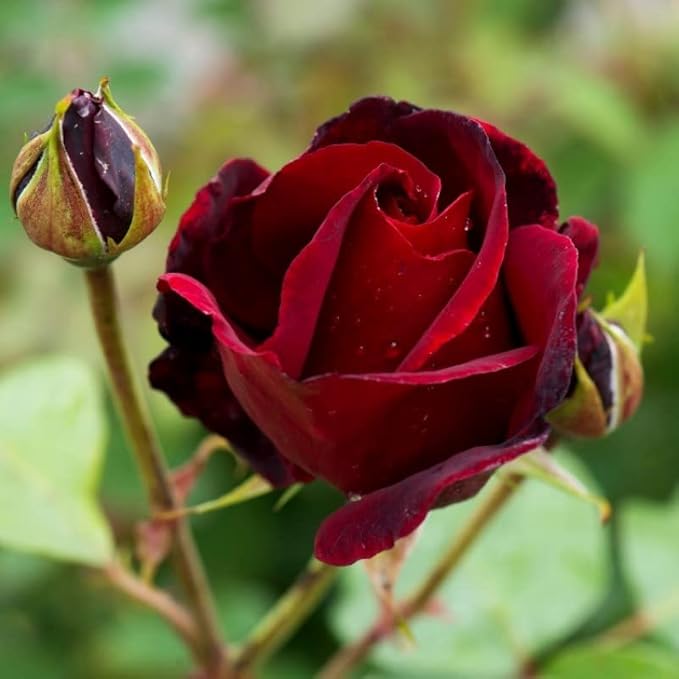 Rose flower seeds
