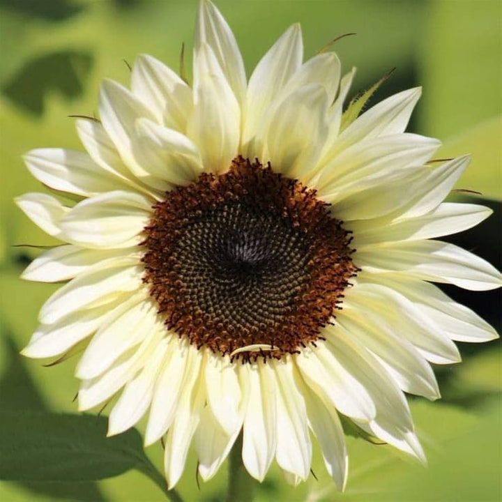 Cream Sunflower flower seeds