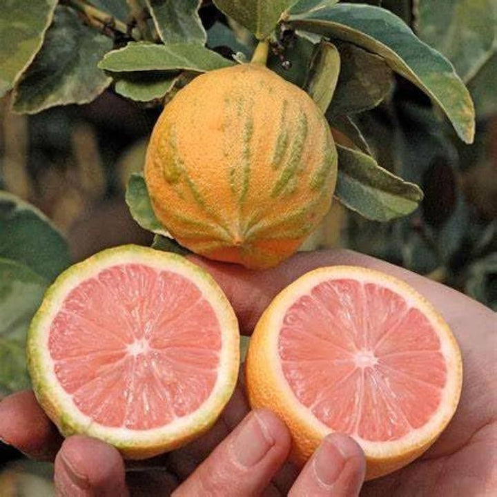 pink eureka lemon seeds
