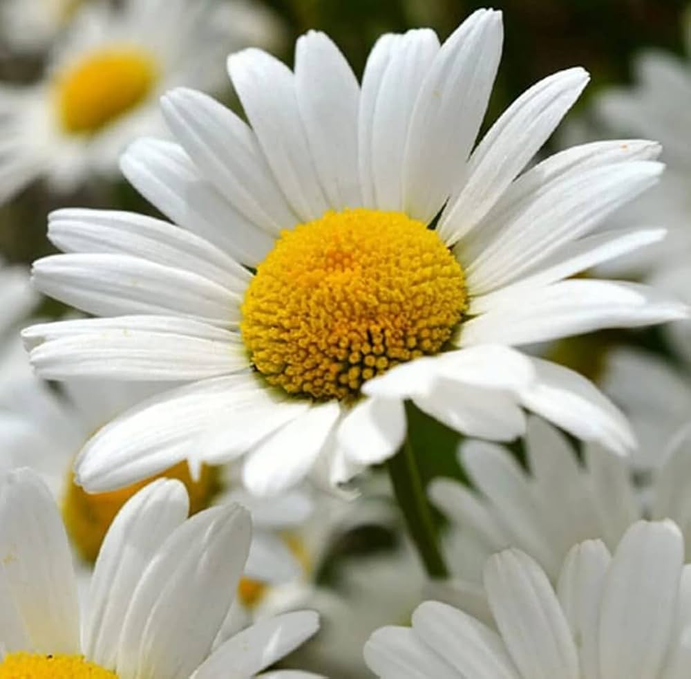 White Perennial flower seeds