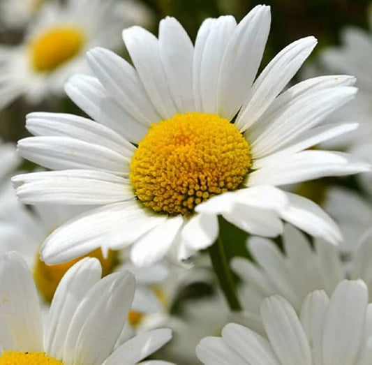 White Perennial flower seeds