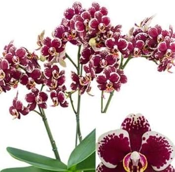 Maroon White flower seeds