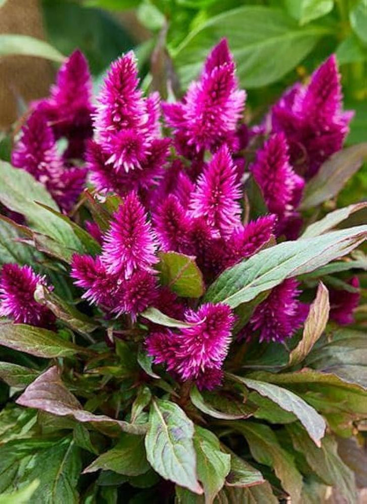 Purple Celosia flower seeds