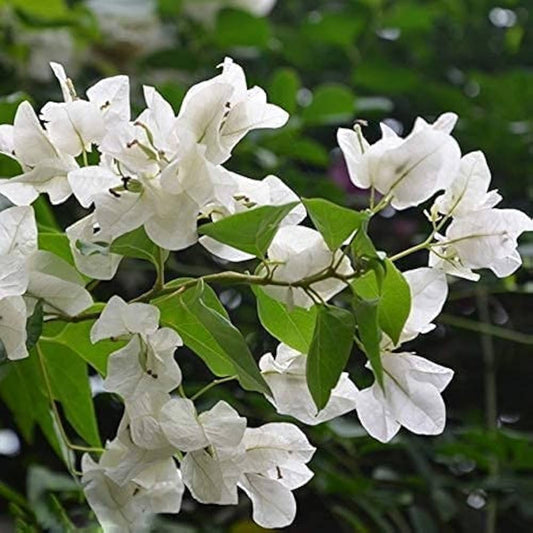 White Bougainvillea flower seeds