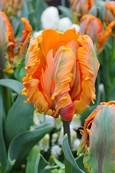 Orange Gray flower seeds