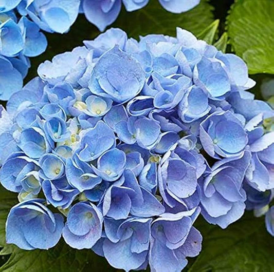 Blue Climbing flower seeds