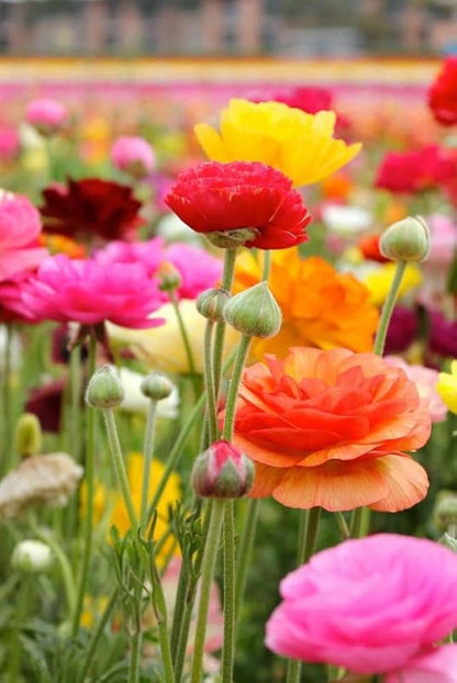Mixed Ranunculus Flower Seeds for Planting – Heirloom Buttercup Flower Seeds