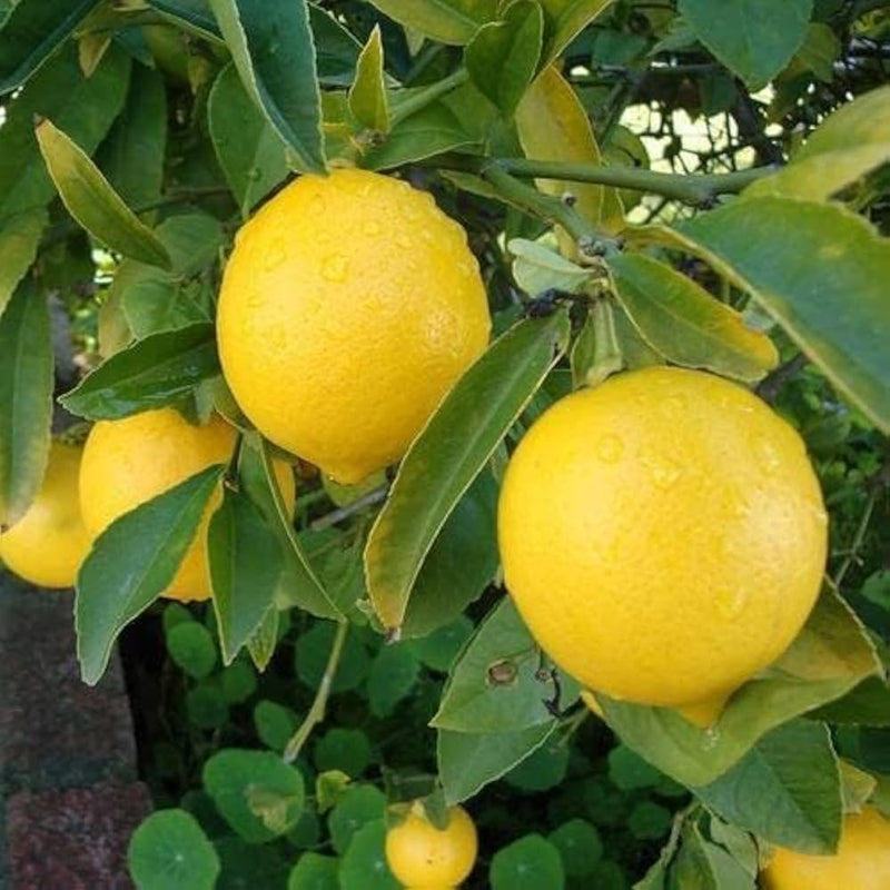 Ponderosa Lemon Tree Seeds for Planting – Heirloom Non-GMO Garden Seeds