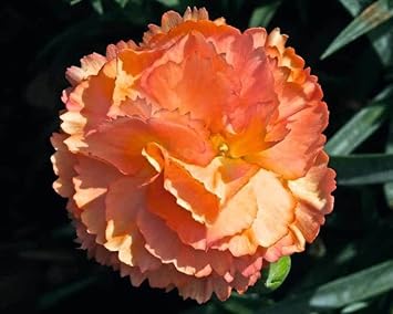 Light Orange flower seeds
