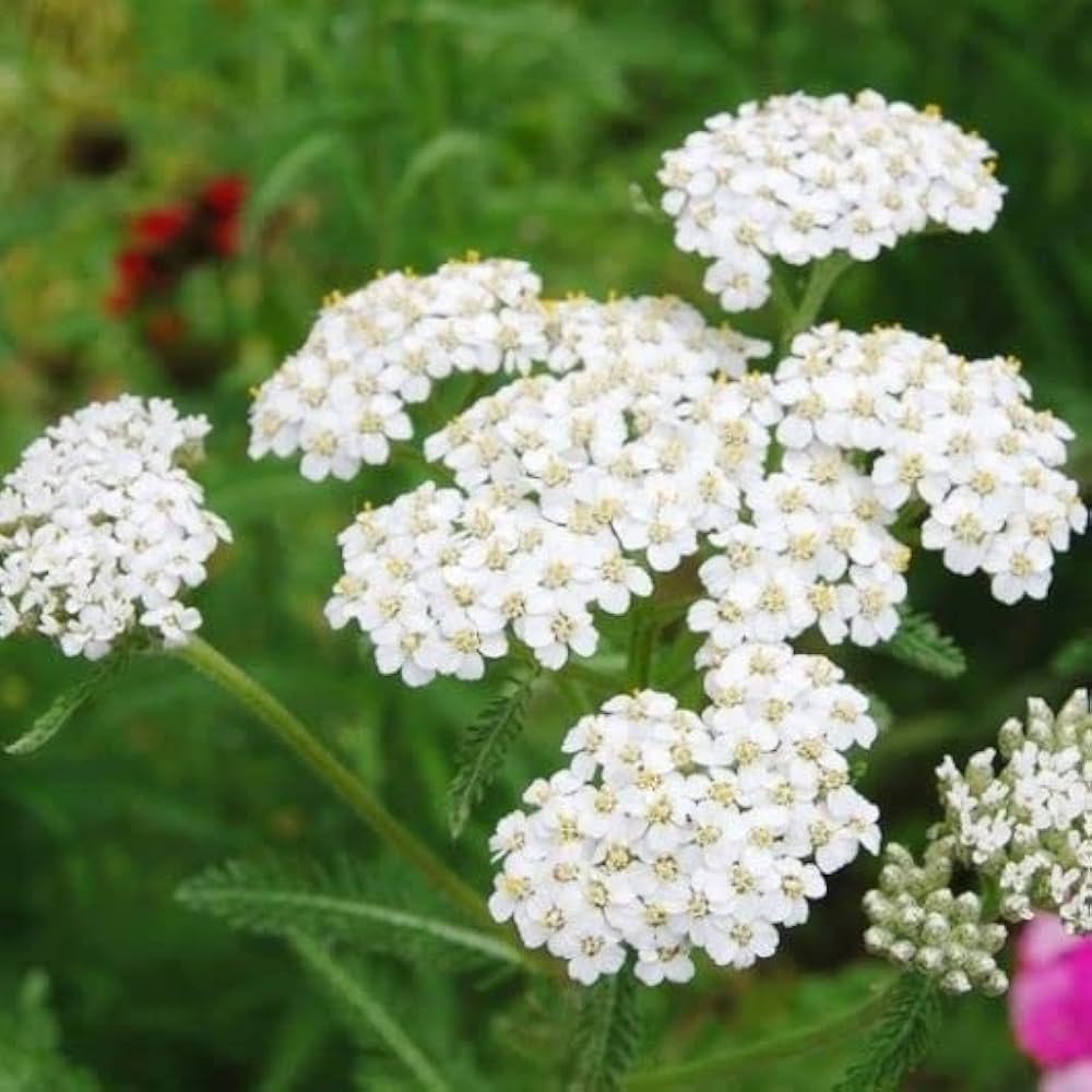 Achillea Millefolium flower seeds