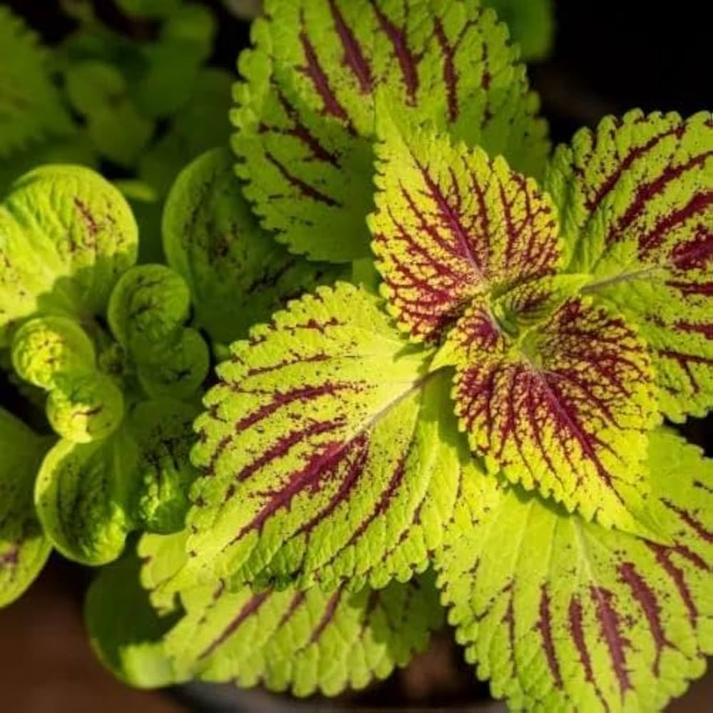 Green Coleus flower seeds