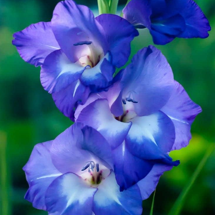 Blue Gladiolus flower seeds