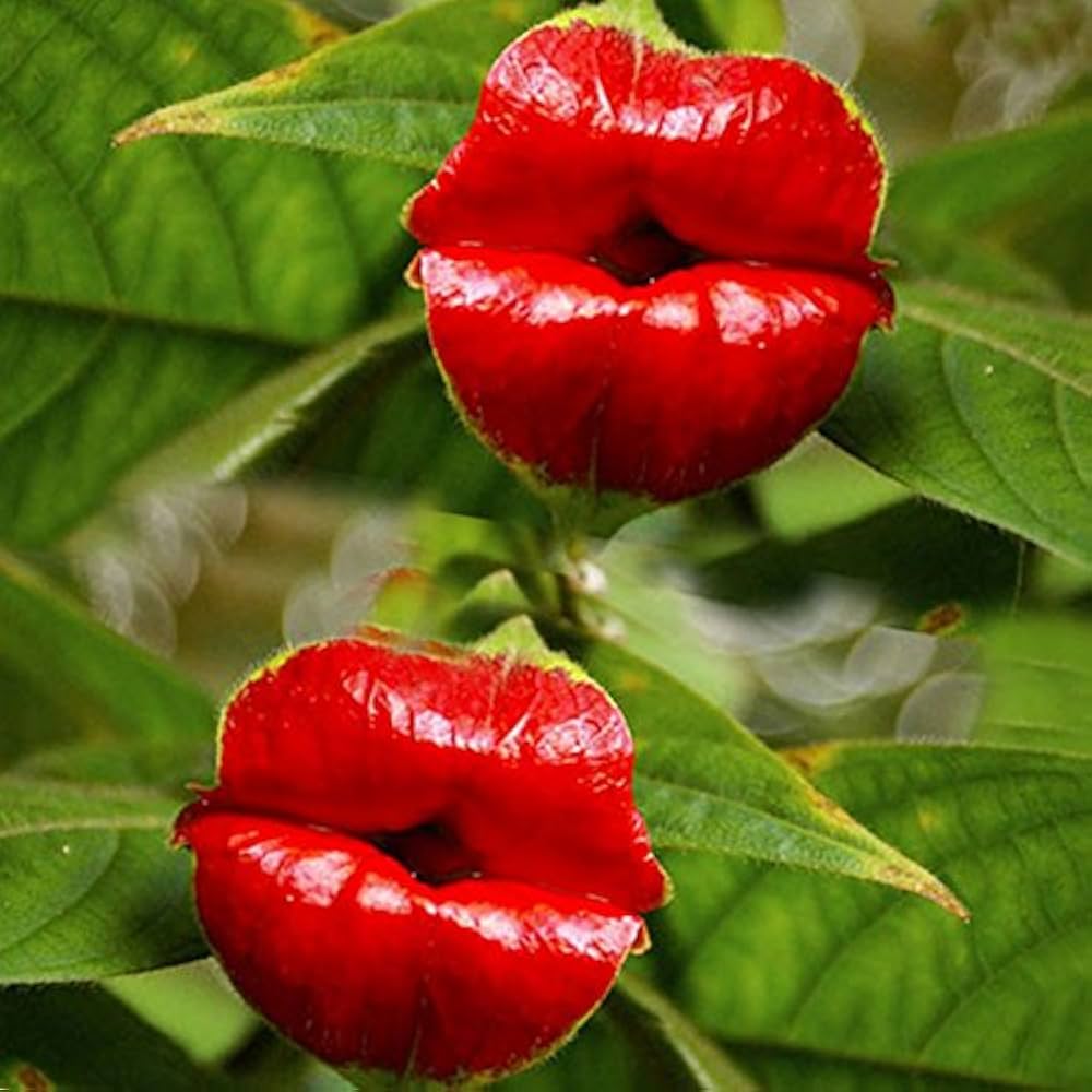 Blazing Red flower seeds