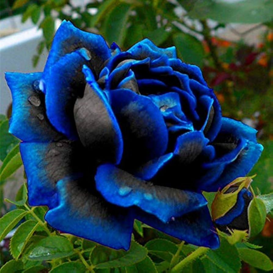 Midnight Supreme flower seeds