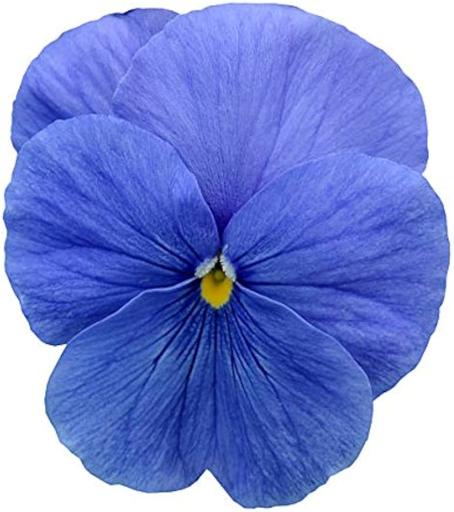 Pansy Cloudless flower seeds