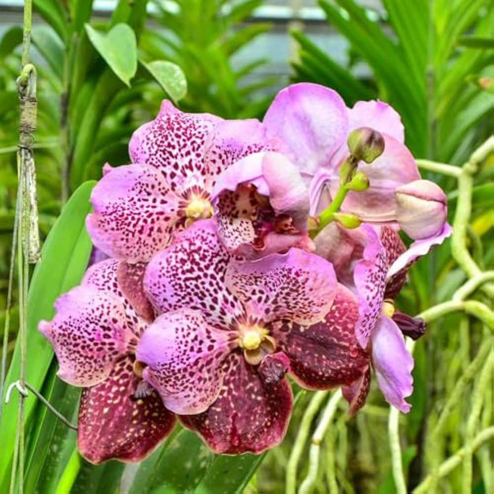 Color Orchid flower seeds
